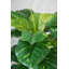 Plante à feuillage artificiel 40 po Panama-2032339932