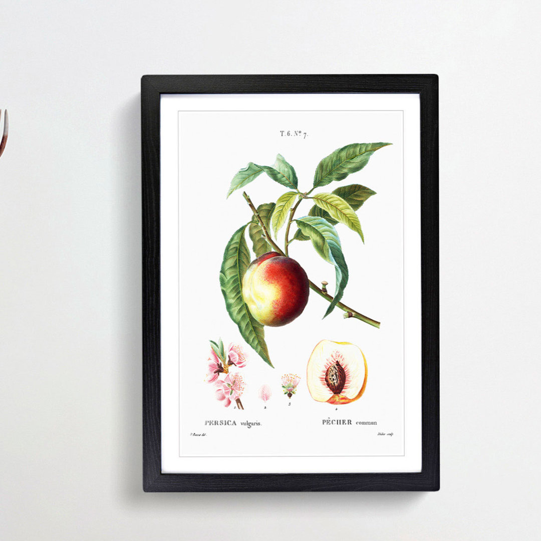 Peach Tree Flowers by Pierre-Joseph Redoute - Framed Print