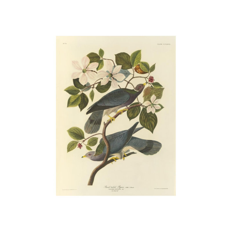 Band Tailed Pigeon Print by James Audubon, Outdoor