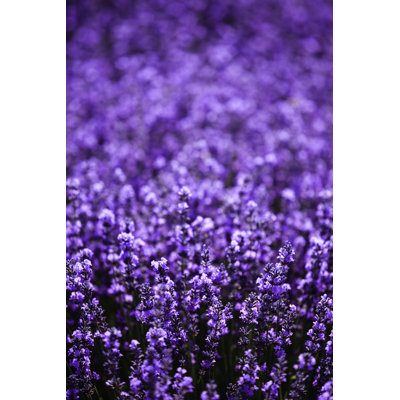 Lavender Field at Sunset 1 Piece Wrapped Canvas Wall Art