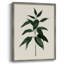 «Soft Greenery I», reproduction encadrée - bois massif-1264552447