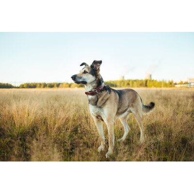Dog Standing In Grass by Aleksandr Zotov - Wrapped Canvas Print