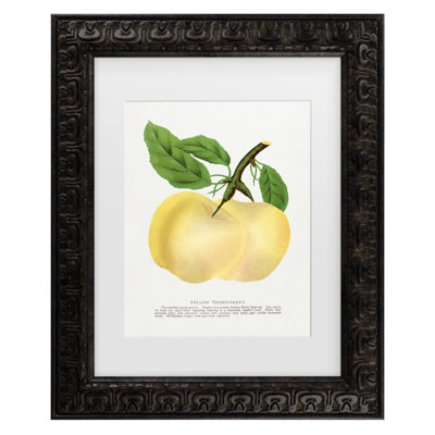 Bolog Botanical Specimen Yellow Transparent Apple Lithograph Matted Framed Art