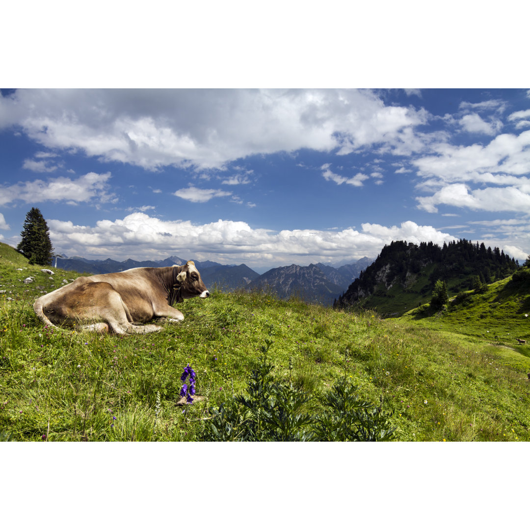 Glückliche Alpenkuh in den Lechtaler Alpen von Landschaftsfoto - Ohne Rahmen auf Leinwand drucken