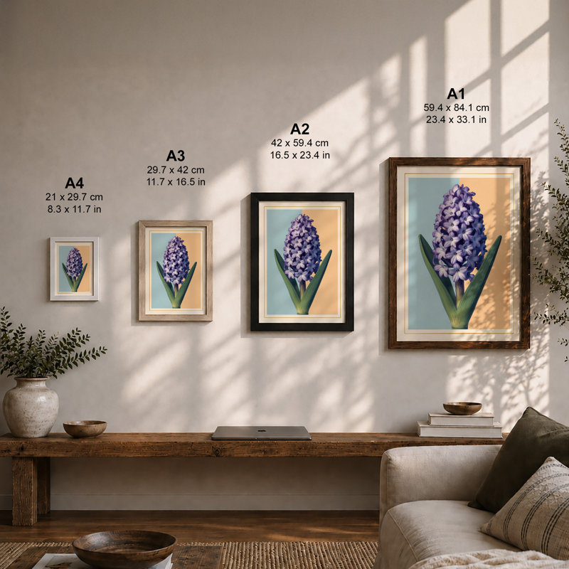 Purple Hyacinth Study Botanical - Framed Print, A1 - 84.1 x 59.4 cm, White