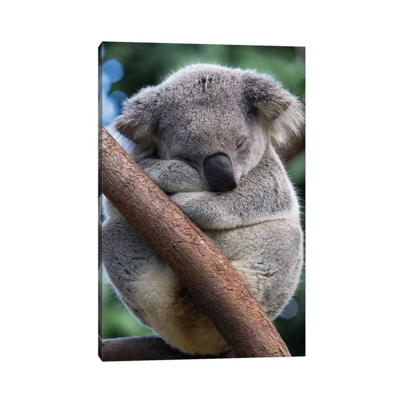 Koala Male Sleeping, Queensland, Australia by Suzi Eszterhas - Wrapped Canvas Print, 20.32 cm H x 30.48 cm W