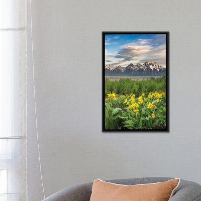 USA, Wyoming. Arrowleaf Balsamroot Wildflowers And Aspen Trees, Grand Teton National Park. - Wall Art Print - Wrapped Canvas