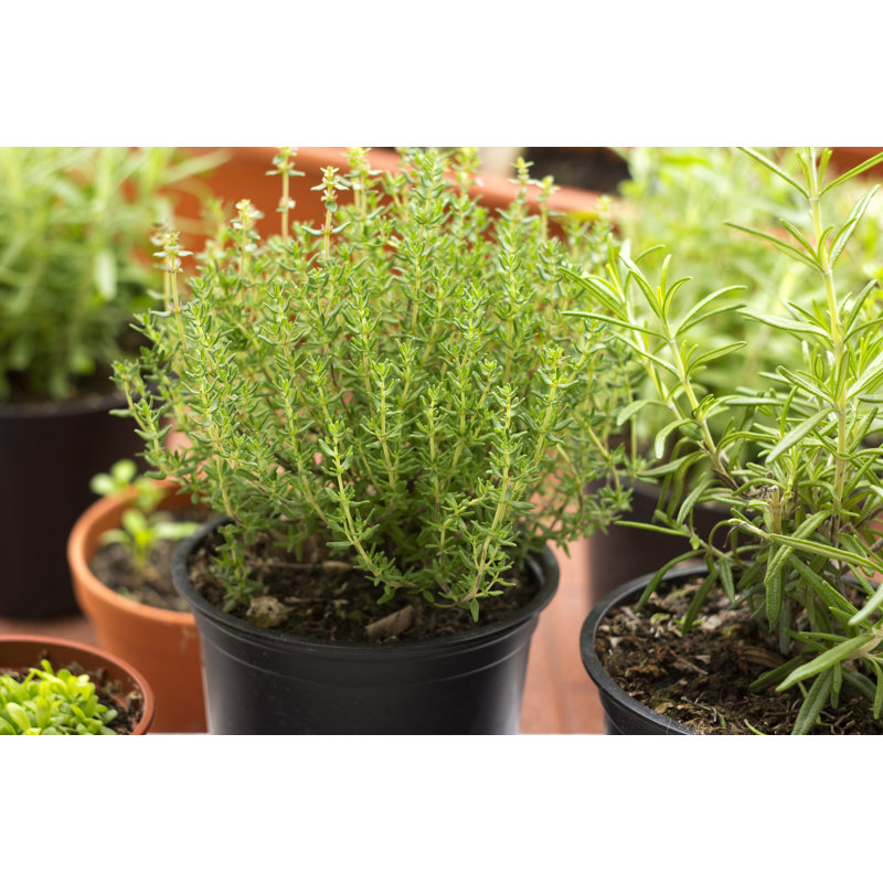Fresh Herbs - Photographie sur toile tendue, H 20 po x l 30 po