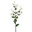 36 po Lisianthus 36 po-1997134998