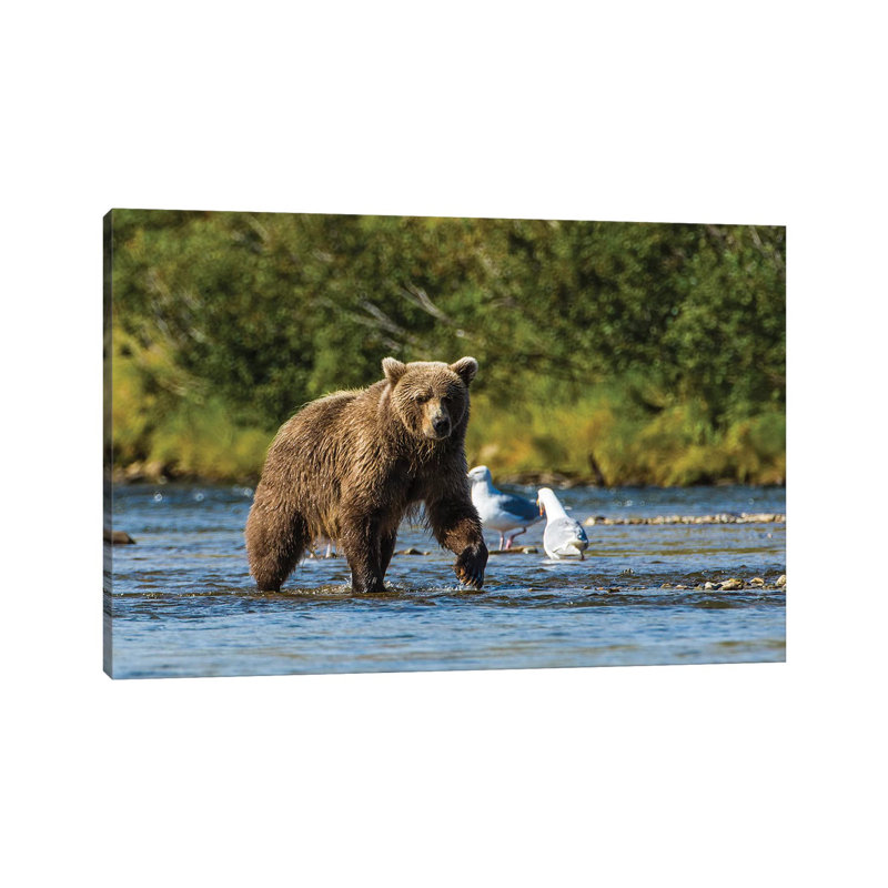 Grizzly or Brown Bear (Ursus arctos), Moraine Creek (River), Katmai NP and Reserve, Alaska 1 Piece Wrapped Canvas Wall Art