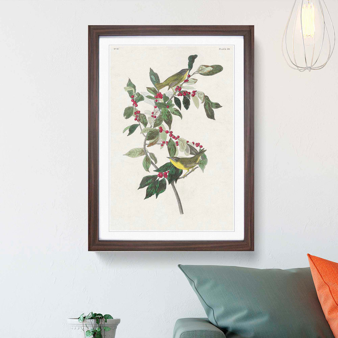 Nashville Warbler Birds by John Audubon - Framed Print