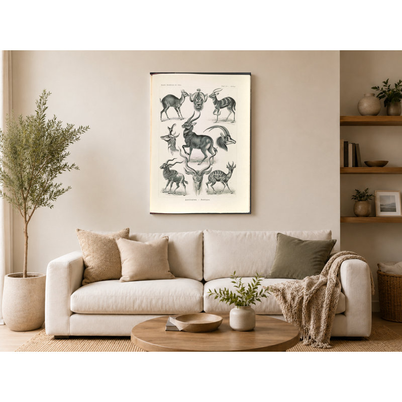 Antilopina. - Antilopen (Kunstformen der Natur, 1904) - Art mural sur toile Portrait, 30" W x 20" H