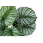 Plante artificielle, 24 po de haut, Calathea, intérieur, faux, faux, table, verdure, pot, touche réelle, décoratif, feuilles vertes, pot-1035965631