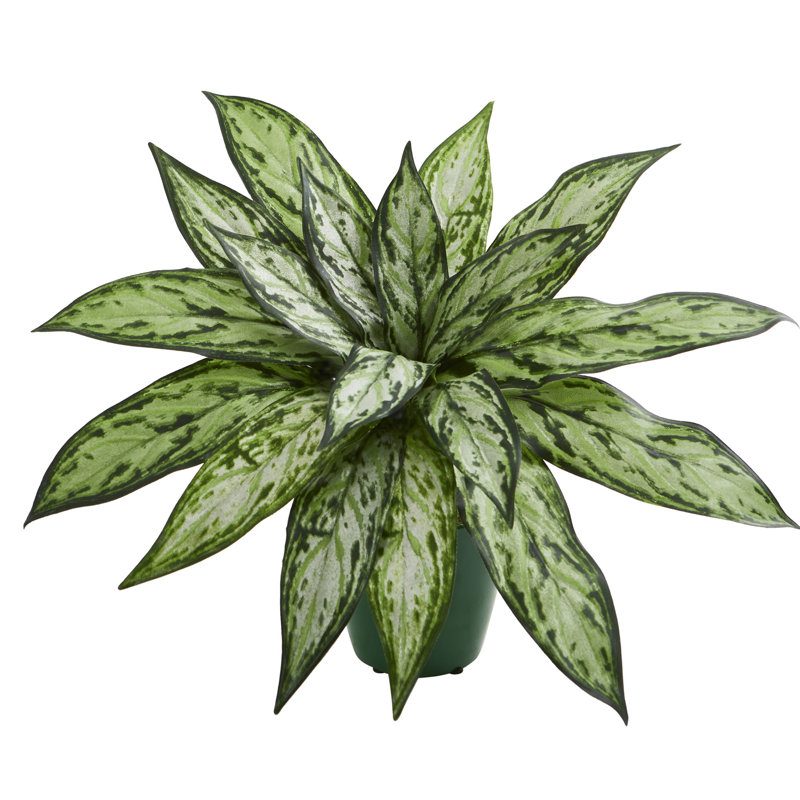 Grande plante à feuillage en pot de fleurs