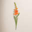 GLADIOLUS STEM