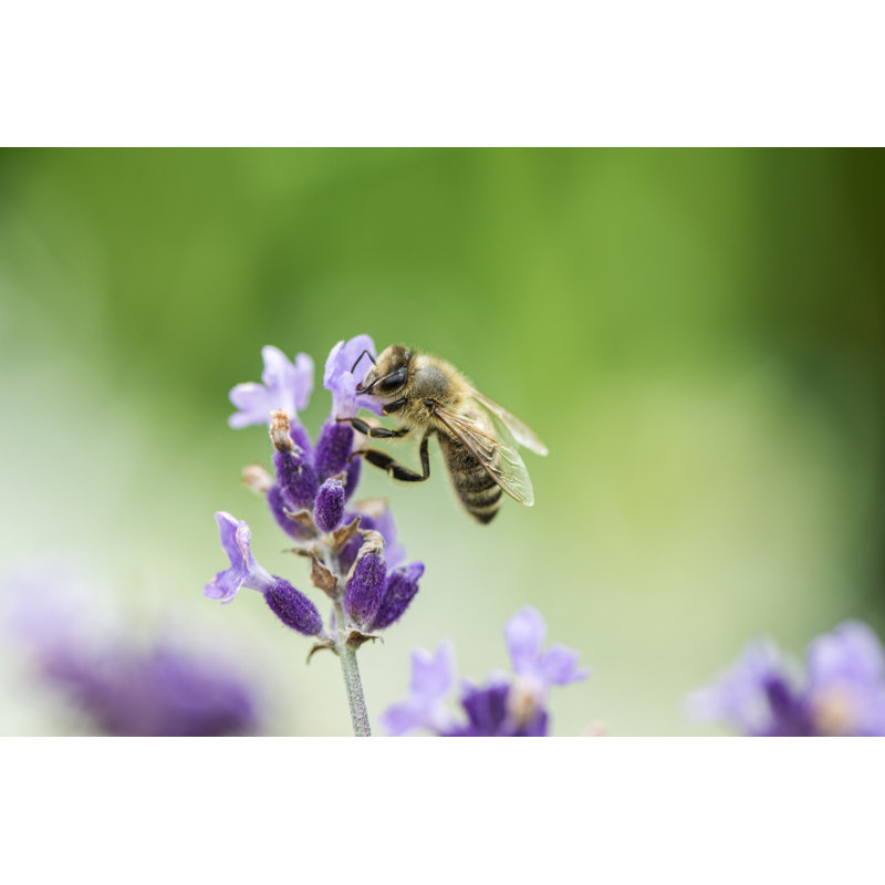 Honeybee On Lavender by Ajma_pl - Wrapped Canvas Print, 20cm H x 30cm W