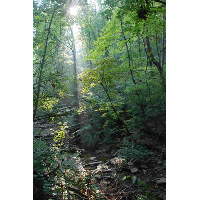 Photographie d'un sentier forestier 2