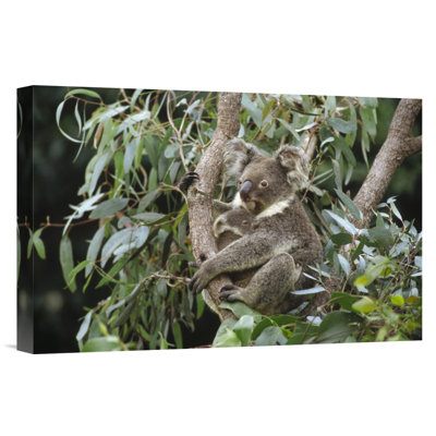 " Koala Mother And Three Month Old Joey Resting "