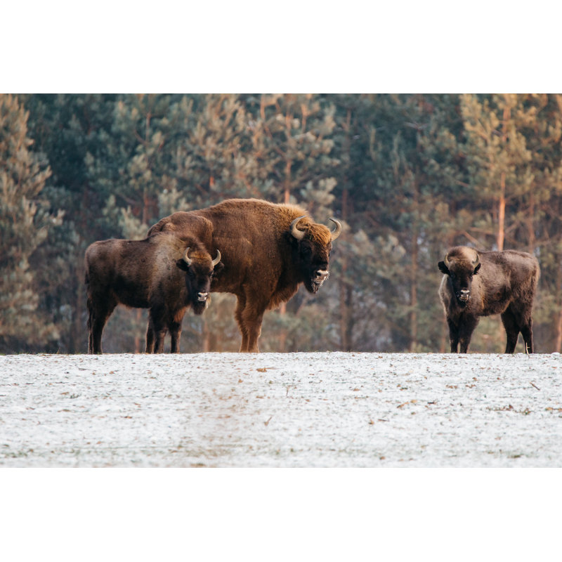 Three Bison - Wrapped Canvas Print, 30cm H x 46cm W x 3.8cm D