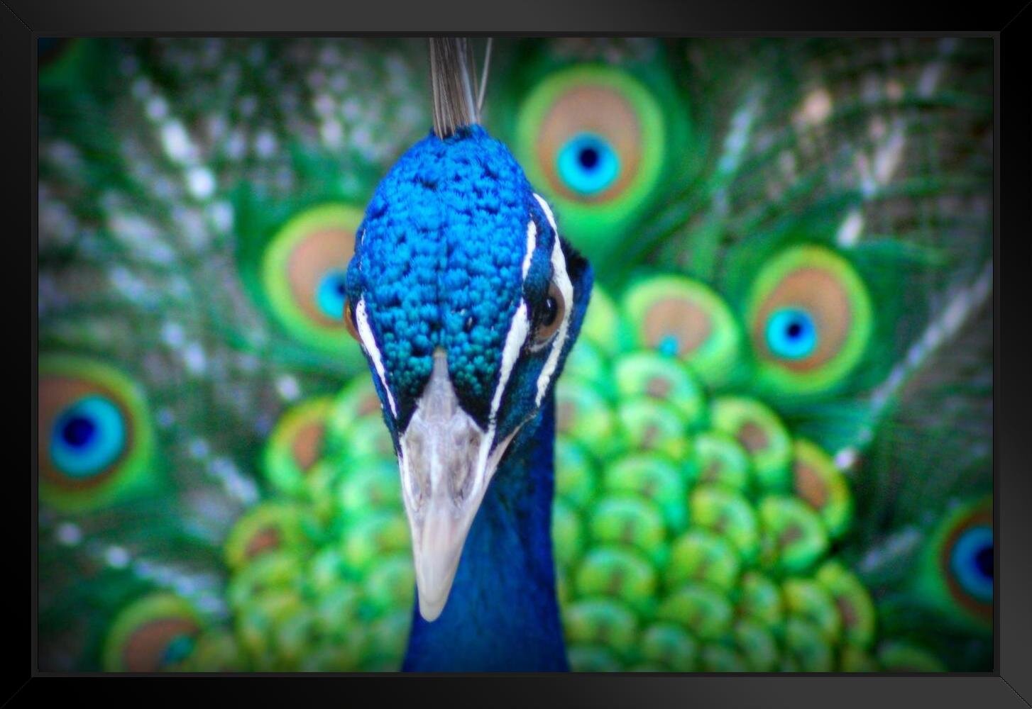 Single Male Peacock tail Feather against colorful Our beautiful pictures  are available as Framed Prints, Photos, Wall Art and Photo Gifts