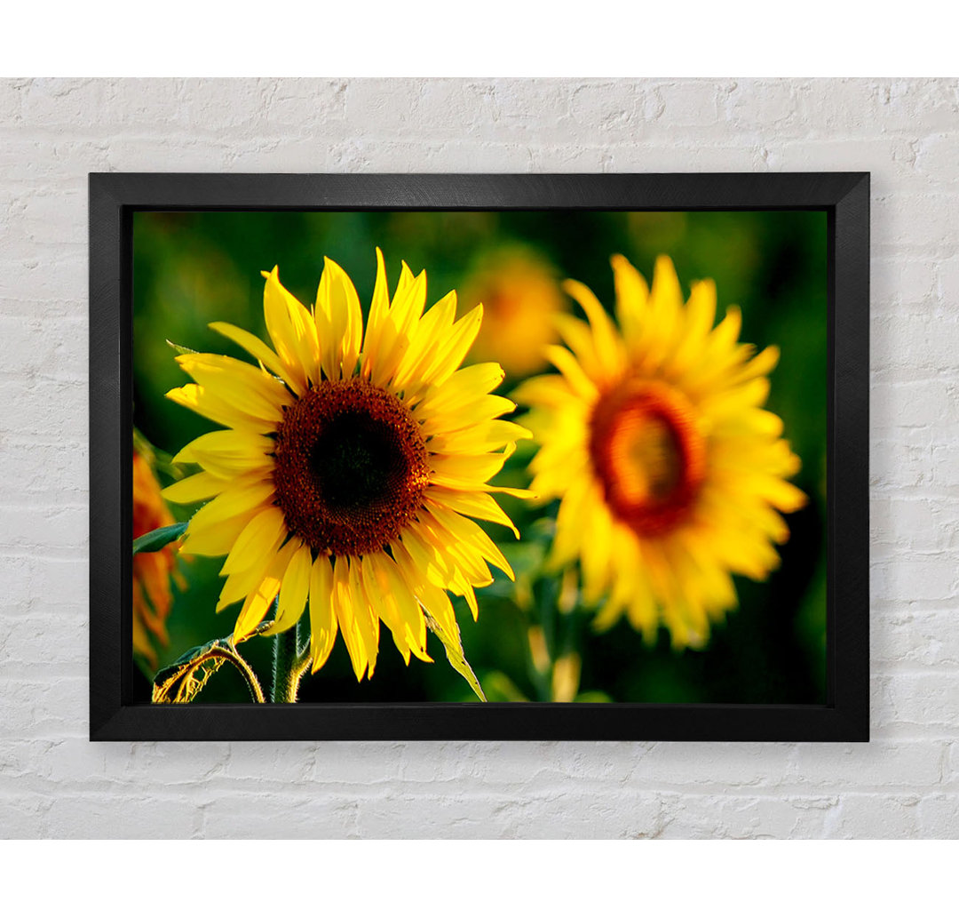 Sonnenblume Duo - Druck