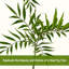 Hévéa artificiel en forme de S de 5 pi avec jardinière blanche, plantes artificielles d'intérieur artificielles, plantes tropicales artificielles, arbre à caoutchouc véritable pour la décoration de bureau à domicile