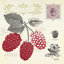 " Raspberry Notes " by Studio Mousseau