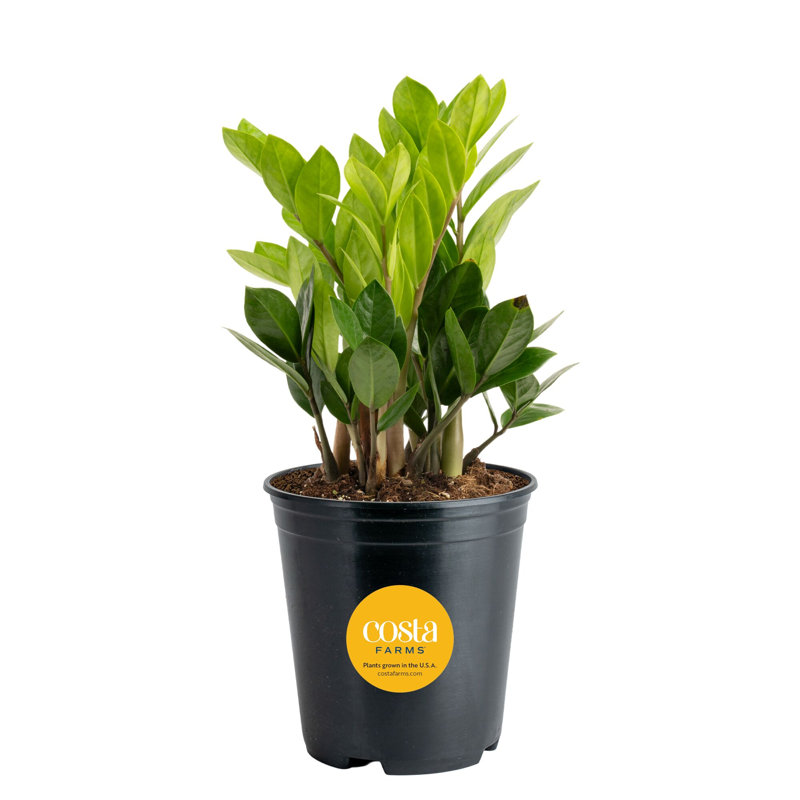 ZZ Plant in Nursery Pot