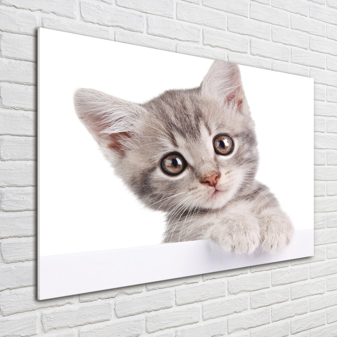 Glasbild Graue Katze