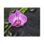 Wall Art on Canvas-1749073459