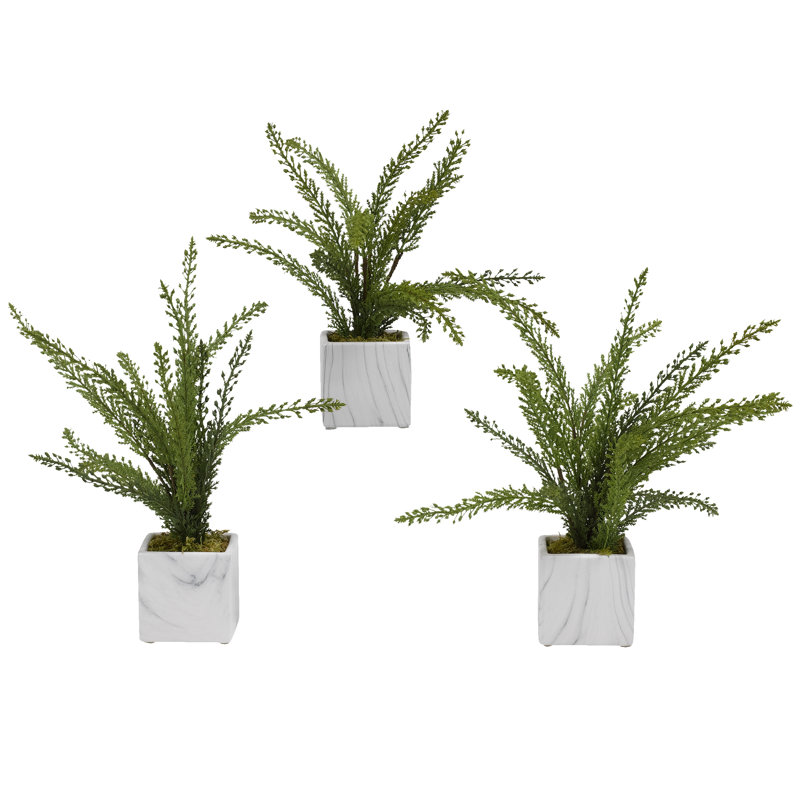 Heather de plantes en pot