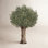 Adcock 96" Olive Tree