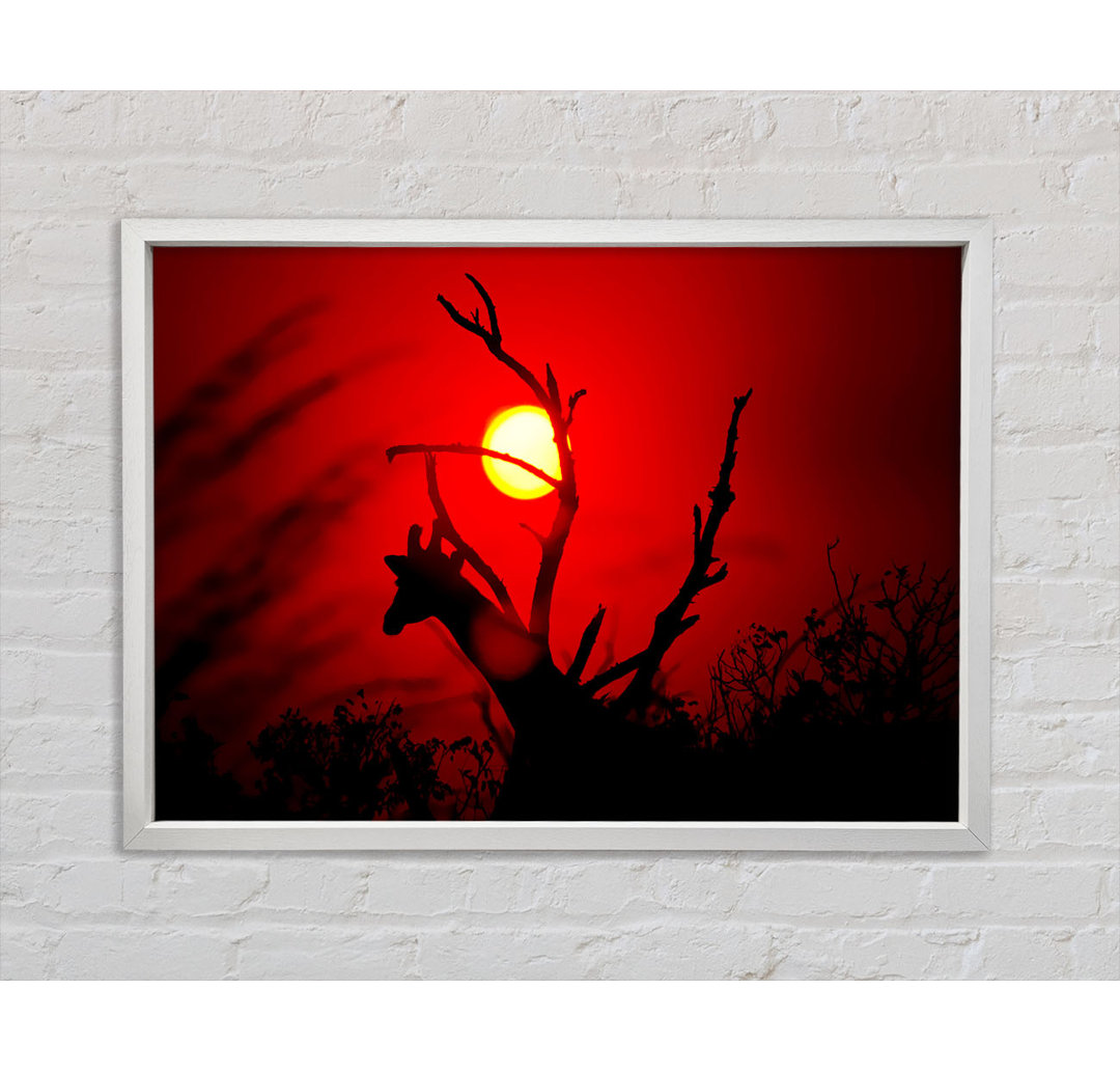 Giraffe bei Sonnenuntergang - Druck