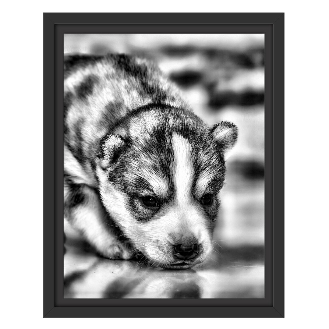 Gerahmtes Wandbild Husky Welpe