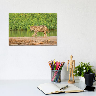 Jaguar Walking on a Sandbar on the Cuiaba River, Pantanal Conservation Area, Brazil 1 Piece Wrapped Canvas Wall Art