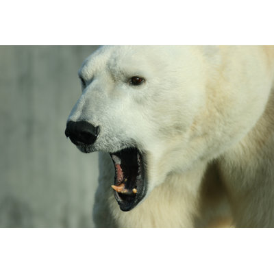 " Polar Bear " by Ben
