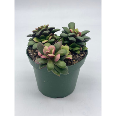 Anacampseros Telephiastrum Variegata 4 Inch Pot Variegated Sunrise Succulent