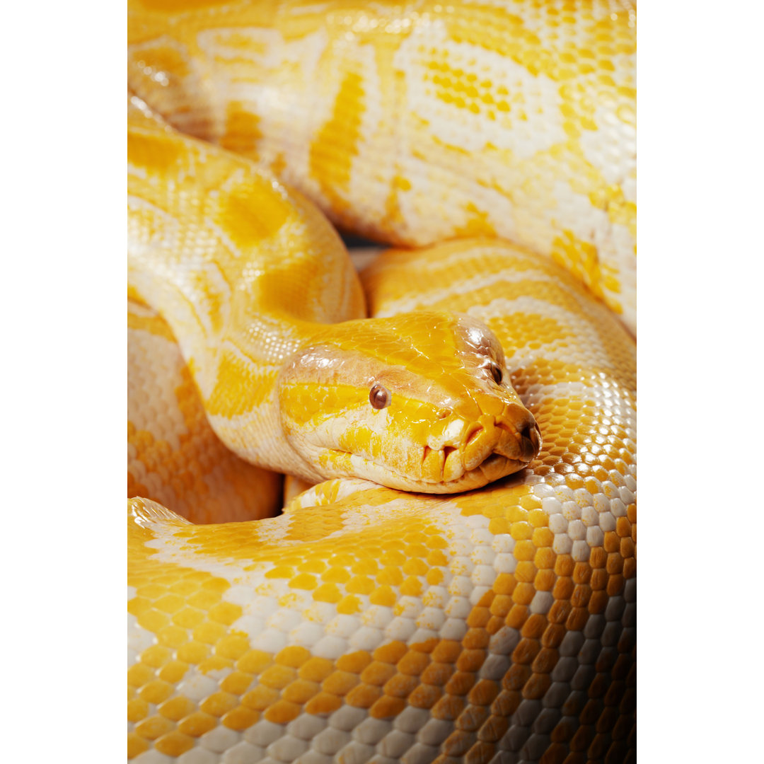 Albino Burmese Python von Ultramarinfoto - Kunstdrucke auf Leinwand ohne Rahmen