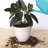 Traditional Self-Watering Plastic Indoor/Outdoor Pot Planter-1973633022-1921265537