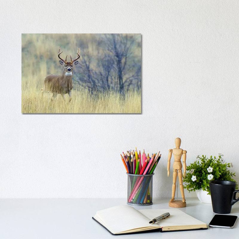 White-tail deer buck 1 Piece Wrapped Canvas Wall Art, 20.32 cm H x 30.48 cm W