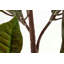 100cm Faux Banana Leaf Plant in Pot