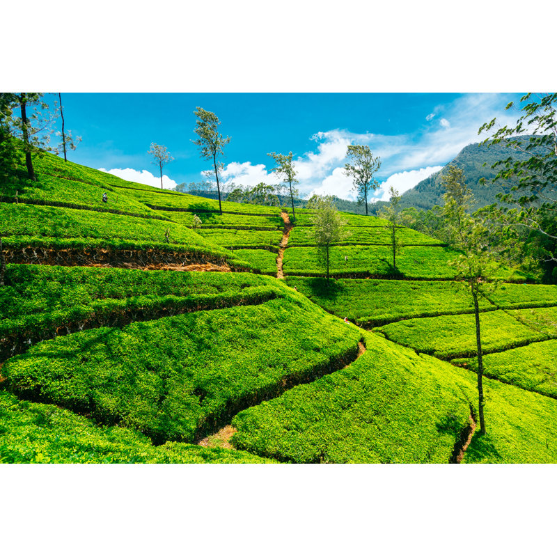 Tea Plantation In Nuwara Elita by Danilovi - Wrapped Canvas Print, 81cm H x 122cm W x 3.8cm D