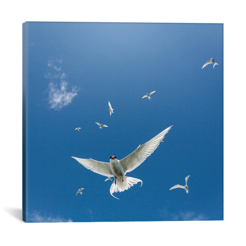 « arctique tern ii », reproduction de photo sur toile, H 24 po x l 24 po x P 1 po, Papier beaux-arts encadré noir, Blanc
