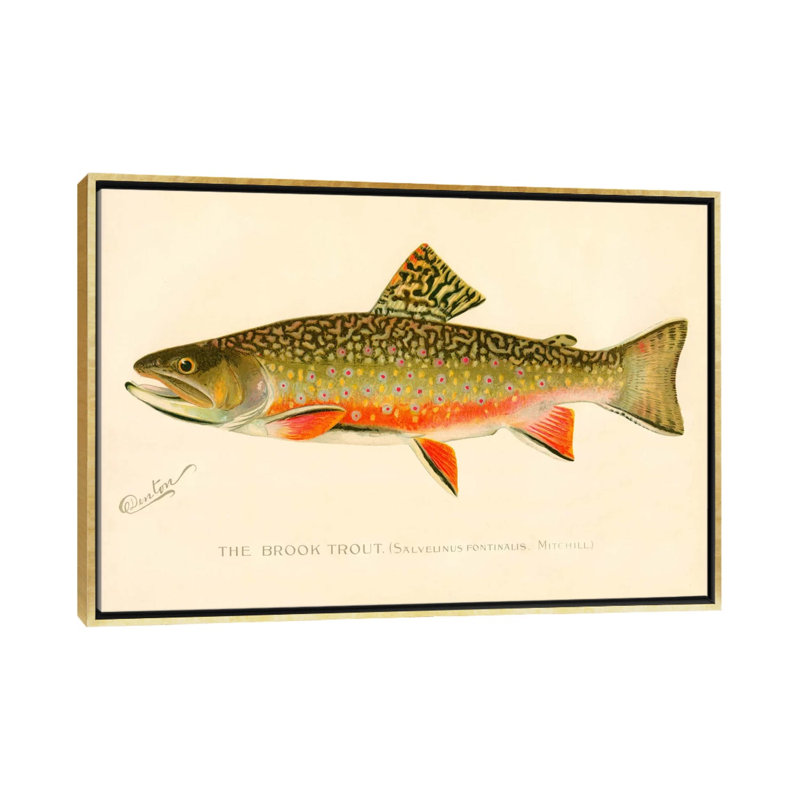 The Brook Trout - impression d'art graphique, H 40 po x l 60 po x 1,5 po, Toile encadrée d'or