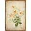Fleurs de jonquilles blanches sur fond grunge, plantes florales de campagne / campagne sur toile-92187303-92187300