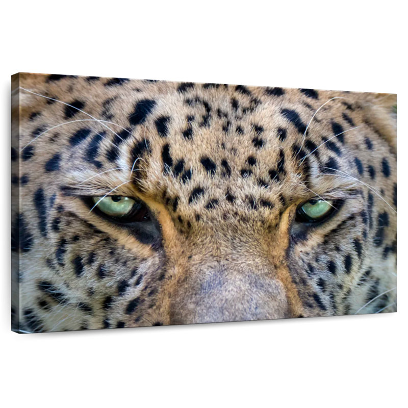 Yeux de léopard, H 20 po x l 30 po