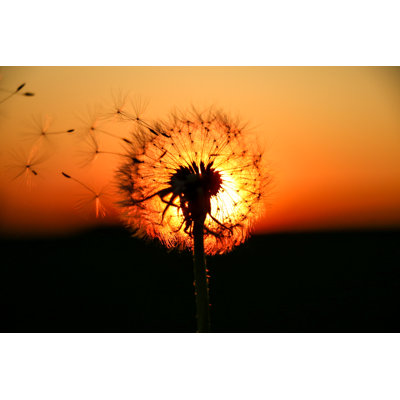" Dandelion Lightened By The Sunset "
