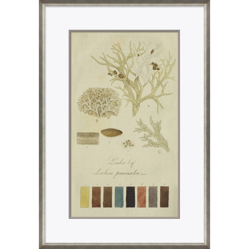 Lichen Studies, John Peter Westring, 1808 Giclee Print by Paul Cezanne