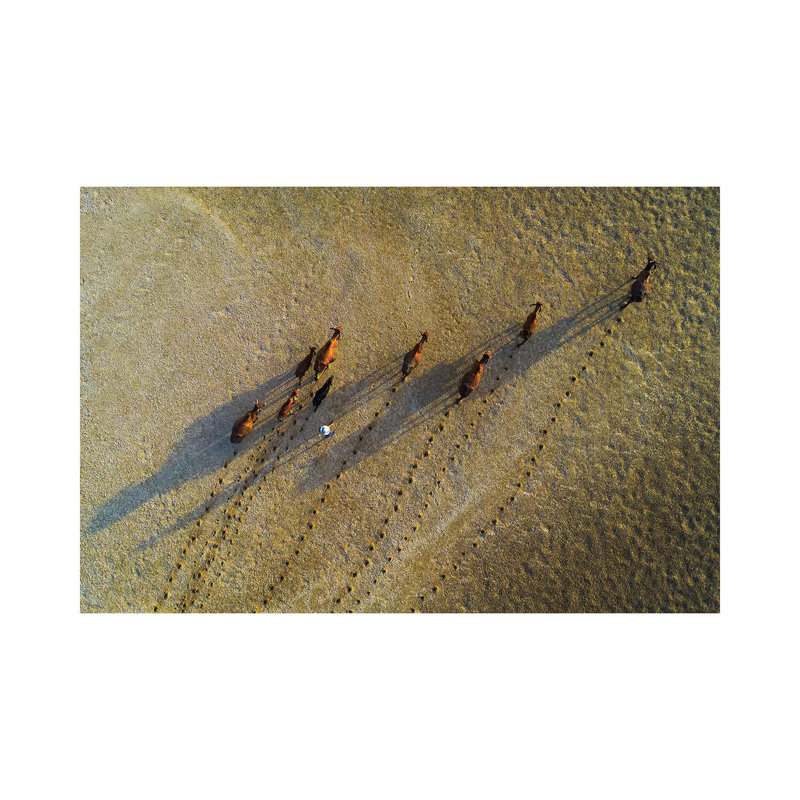 Buffalos Raising by Trung Pham - Gallery-Wrapped Canvas Giclée on Canvas, 20.32 cm H x 30.48 cm W, Canvas
