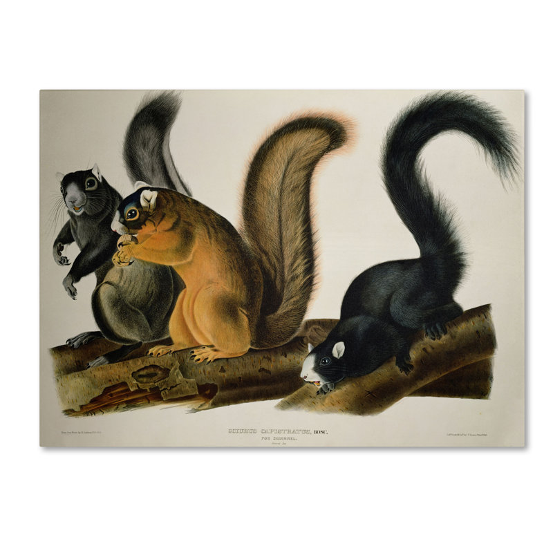« fox écureuil », reproduction d’art sur toile tendue, H 35 po x l 47 po x P 2 po